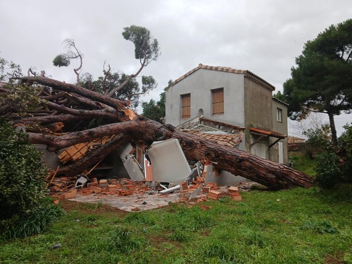 Un grand pin est tombé sur une maison dans la nuit de samedi à dimanche à Agde.