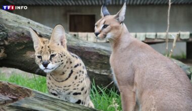 Île-de-France : il jette deux félins par la fenêtre pour échapper aux enquêteurs, un homme interpellé