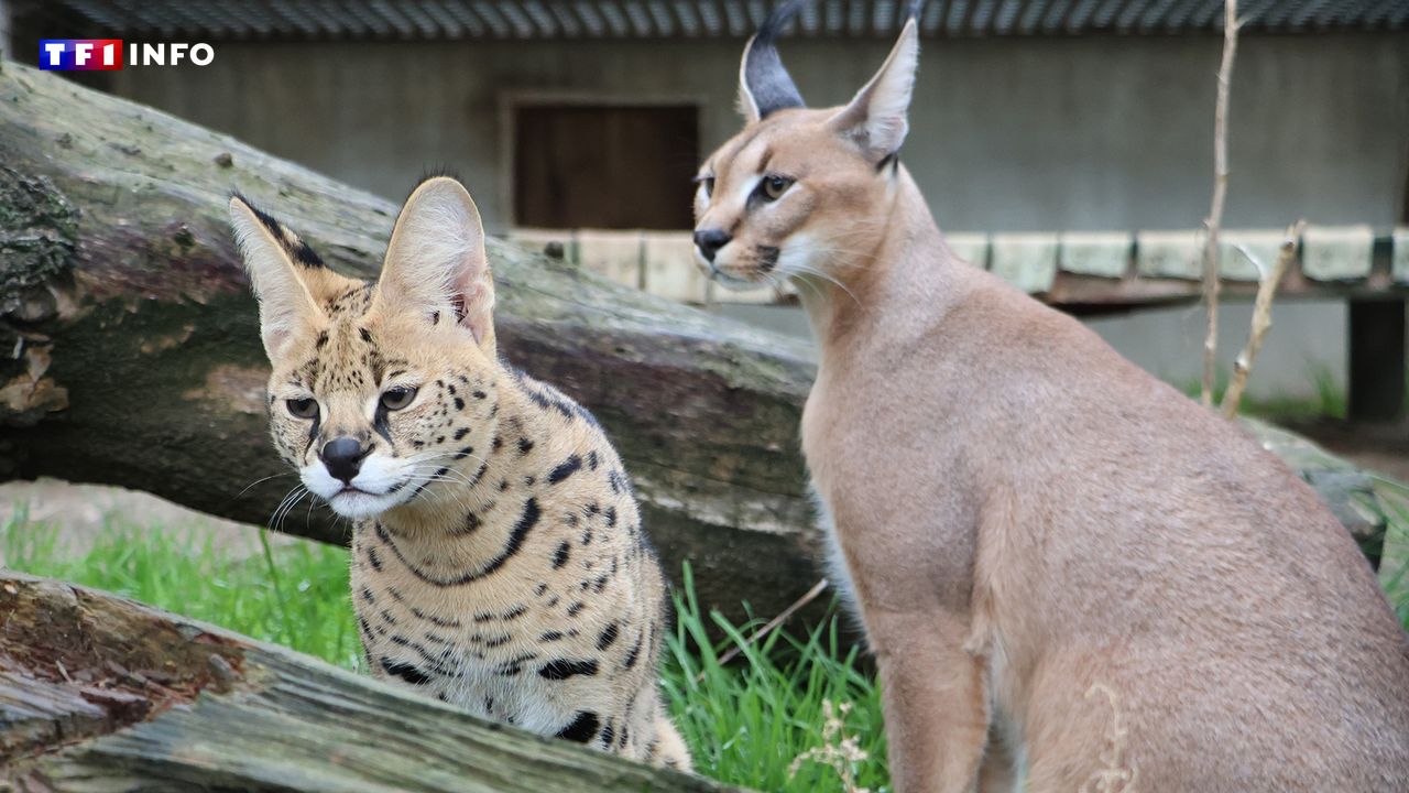 Île-de-France : il jette deux félins par la fenêtre pour échapper aux enquêteurs, un homme interpellé