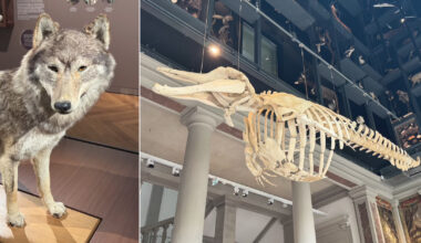 Envie d'une nuit au Musée zoologique ? À Strasbourg, c’est bientôt possible et gratuit