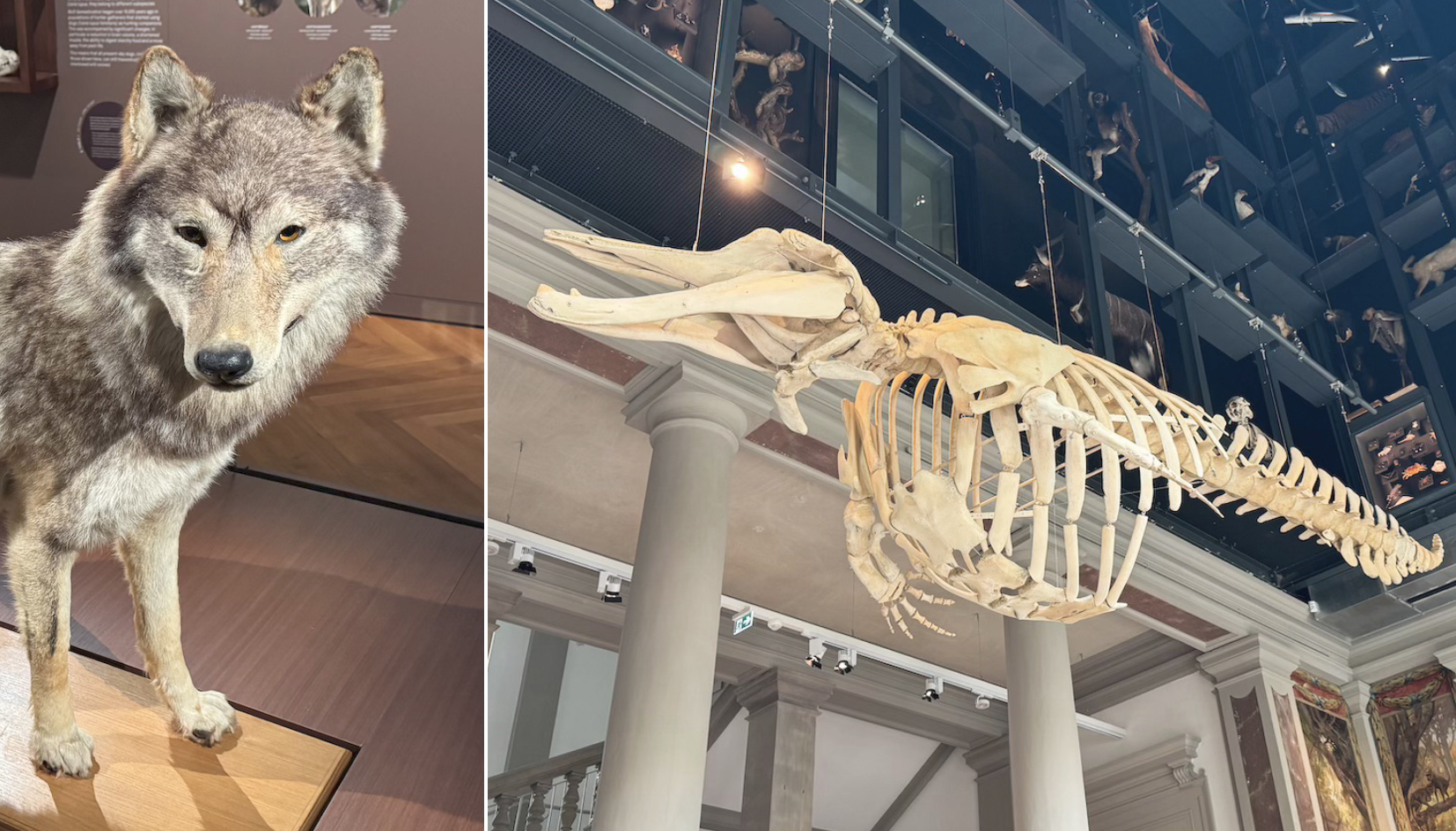 Envie d'une nuit au Musée zoologique ? À Strasbourg, c’est bientôt possible et gratuit