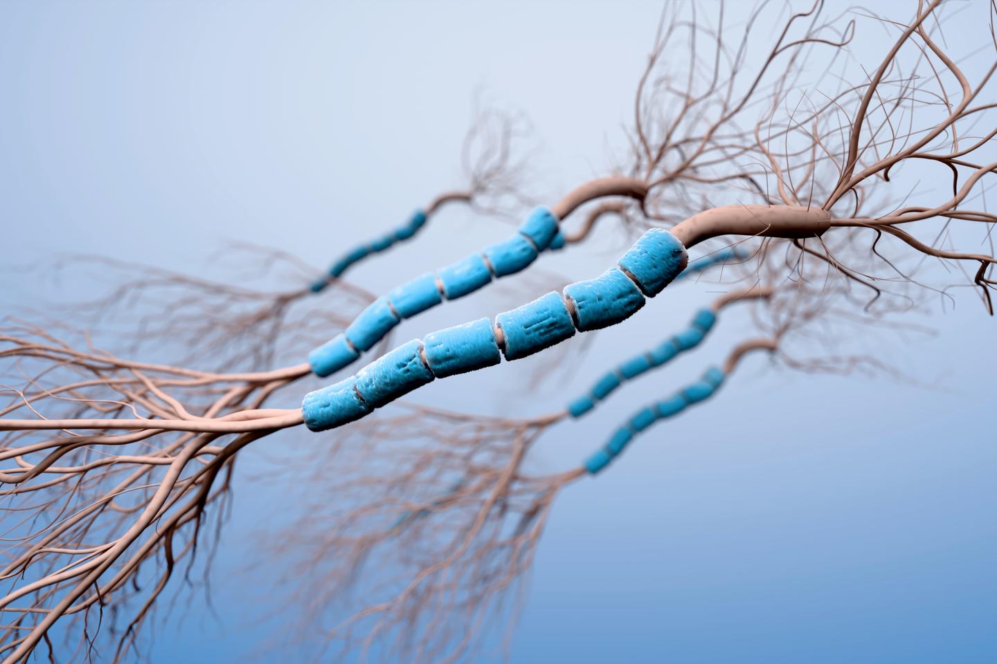 La gaine de myéline, cet étrange dopant du cerveau