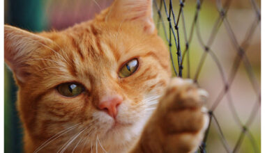 Bien-être animal et adoption de chats lors d'un grand salon à Faches-Thumesnil ce dimanche