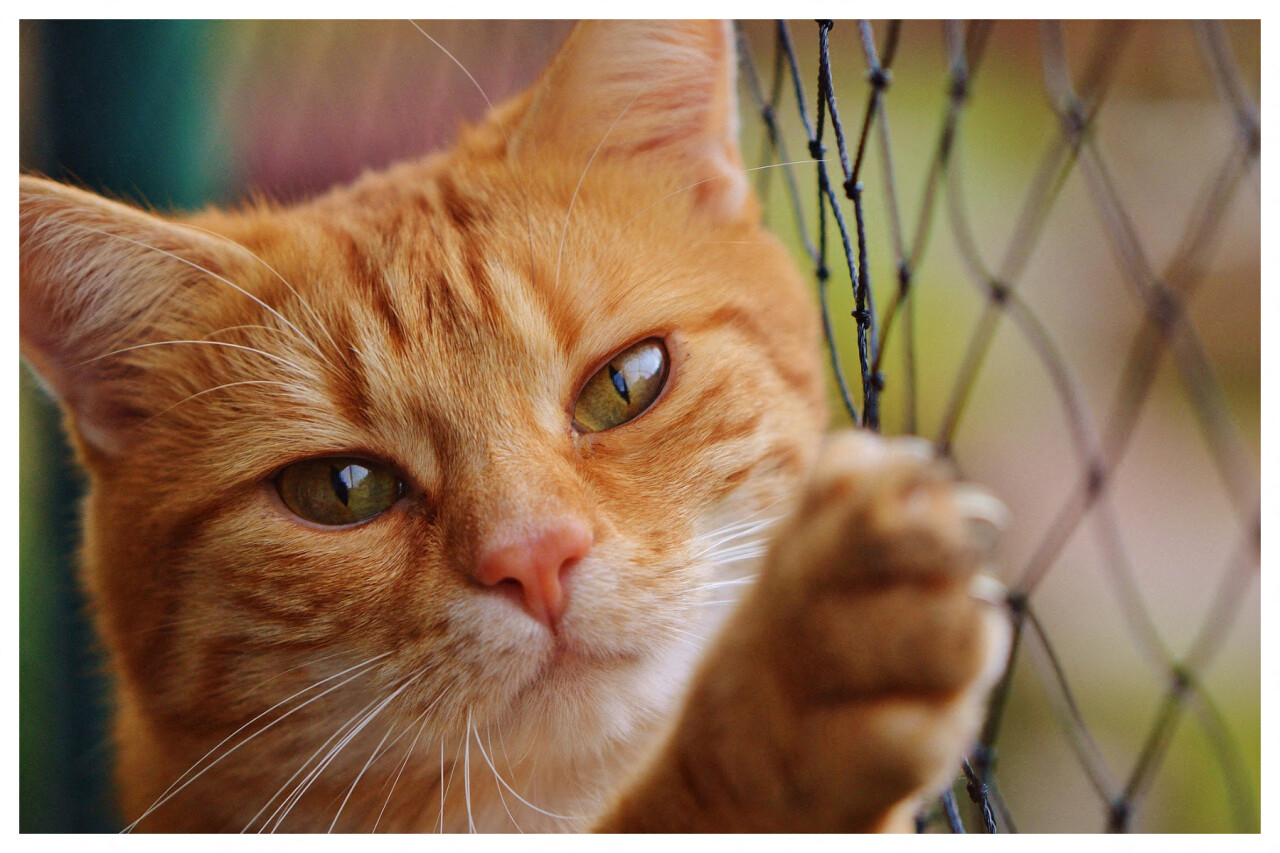 Bien-être animal et adoption de chats lors d'un grand salon à Faches-Thumesnil ce dimanche