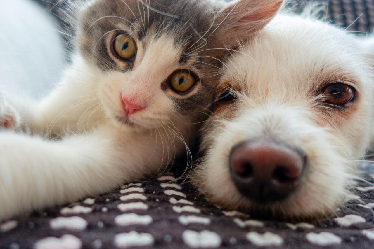 ce lien invisible avec la schizophrénie dérange les chercheurs