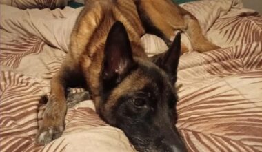 une chienne de 14 kilos sauvée près de Nantes