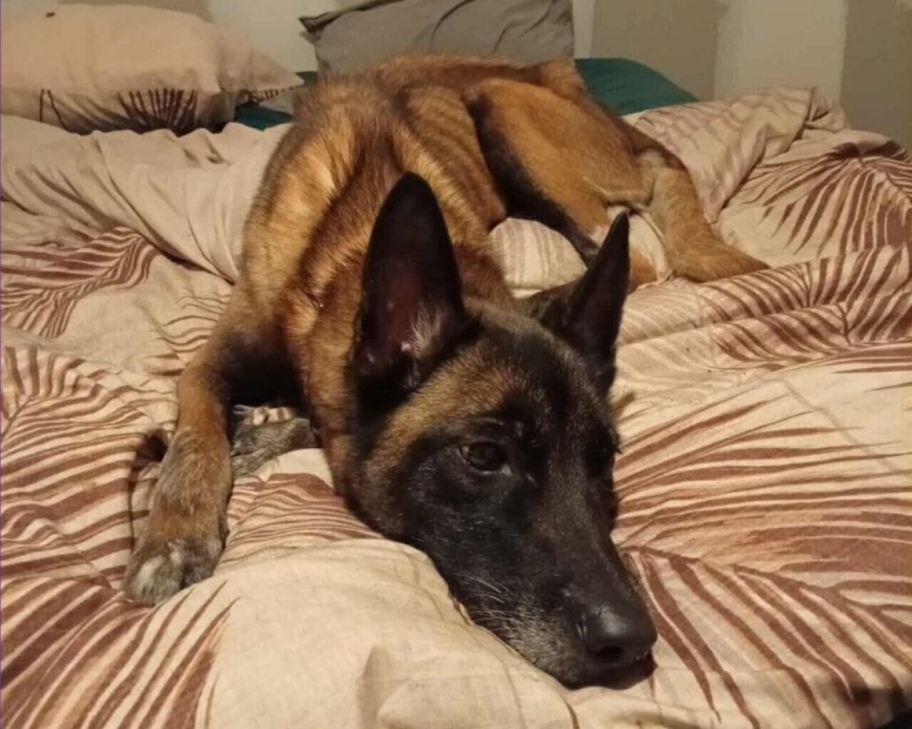 une chienne de 14 kilos sauvée près de Nantes