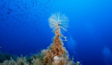 10 photographies absolument captivantes d’un superbe animal marin