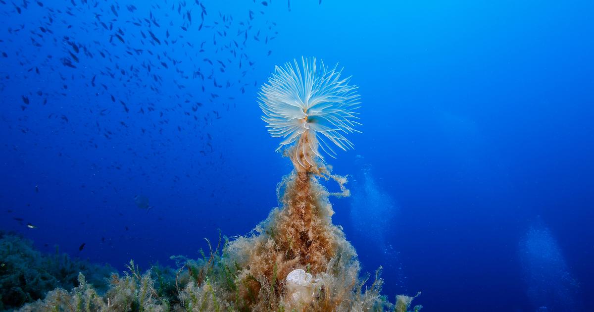 10 photographies absolument captivantes d’un superbe animal marin