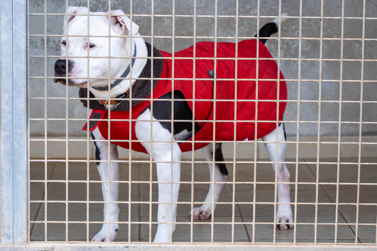 comment la SPA de Montpellier protège ses animaux quand le froid s’installe