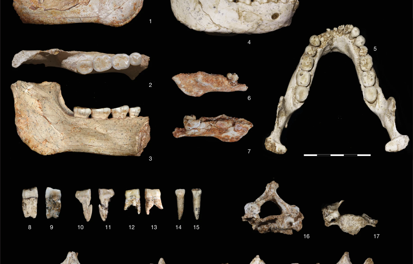 💀 Et si notre ancêtre venait du Maroc, et non d'Europe ?