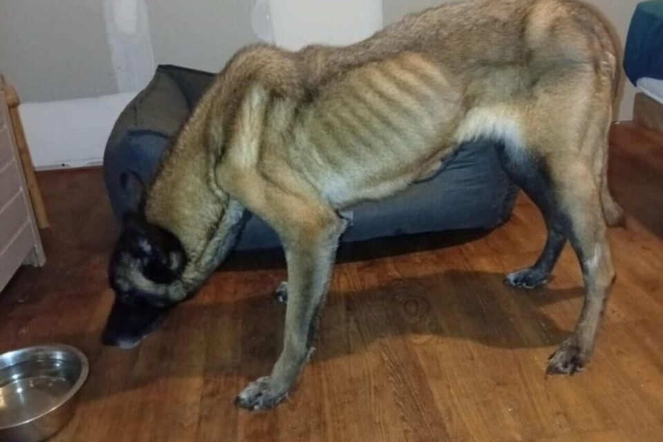 La chienne, âgée de 13 ans, n'avait que la peau sur les os lorsque l'association et les gendarmes sont venus la chercher.