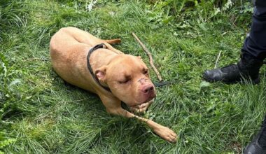 Maltraitance animale, rixe entre jeunes, Yannick Noah en concert... L’info à midi en Île-de-France