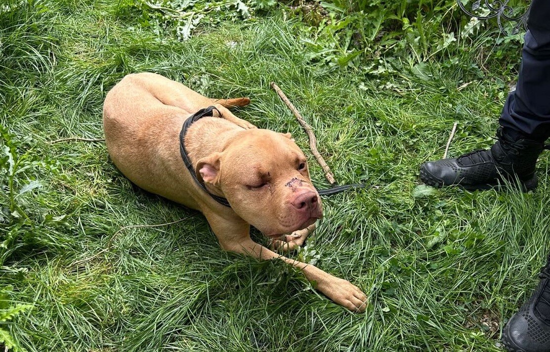 Maltraitance animale, rixe entre jeunes, Yannick Noah en concert... L’info à midi en Île-de-France