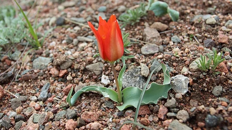 Tulipa korolkowii, tulipes dans la région de Batken, Kirghizistan.