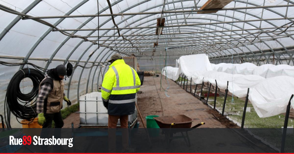 Strasbourg. Souffrances aux Jardins de la Montagne Verte, l'inspection du travail alertée