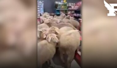 Un troupeau de moutons s’échappe en Allemagne et sème le désordre dans un supermarché