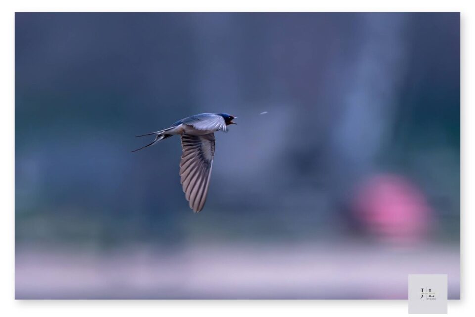 Jérôme Lauze adore aussi photographier les animaux.