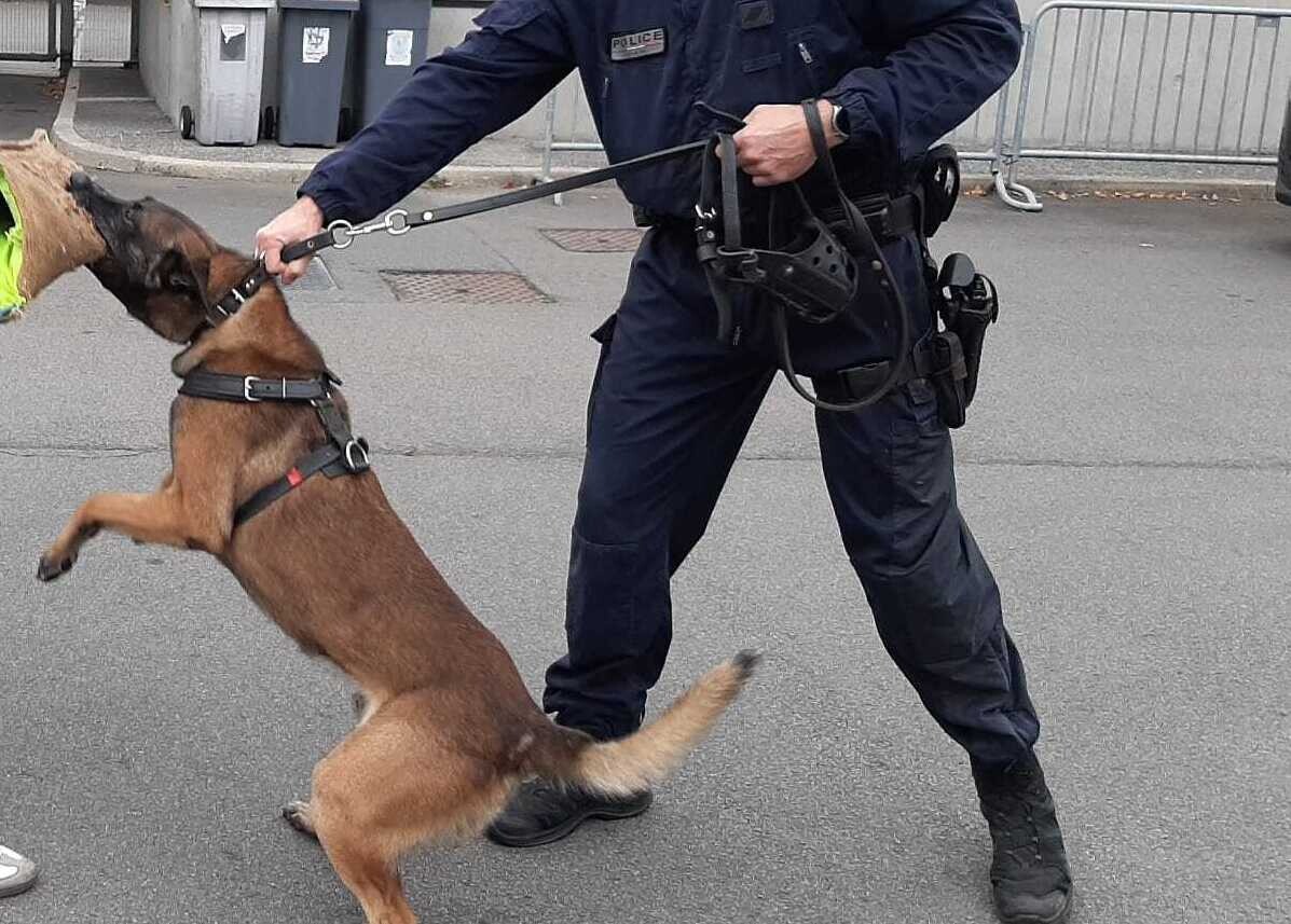 Métropole de Lille. Le voleur de voiture de 15 ans stoppé net dans sa fuite par le chien policier