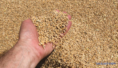 La Russie a exporté plus de 2 millions de tonnes de céréales des territoires ukrainiens occupés l'an dernier