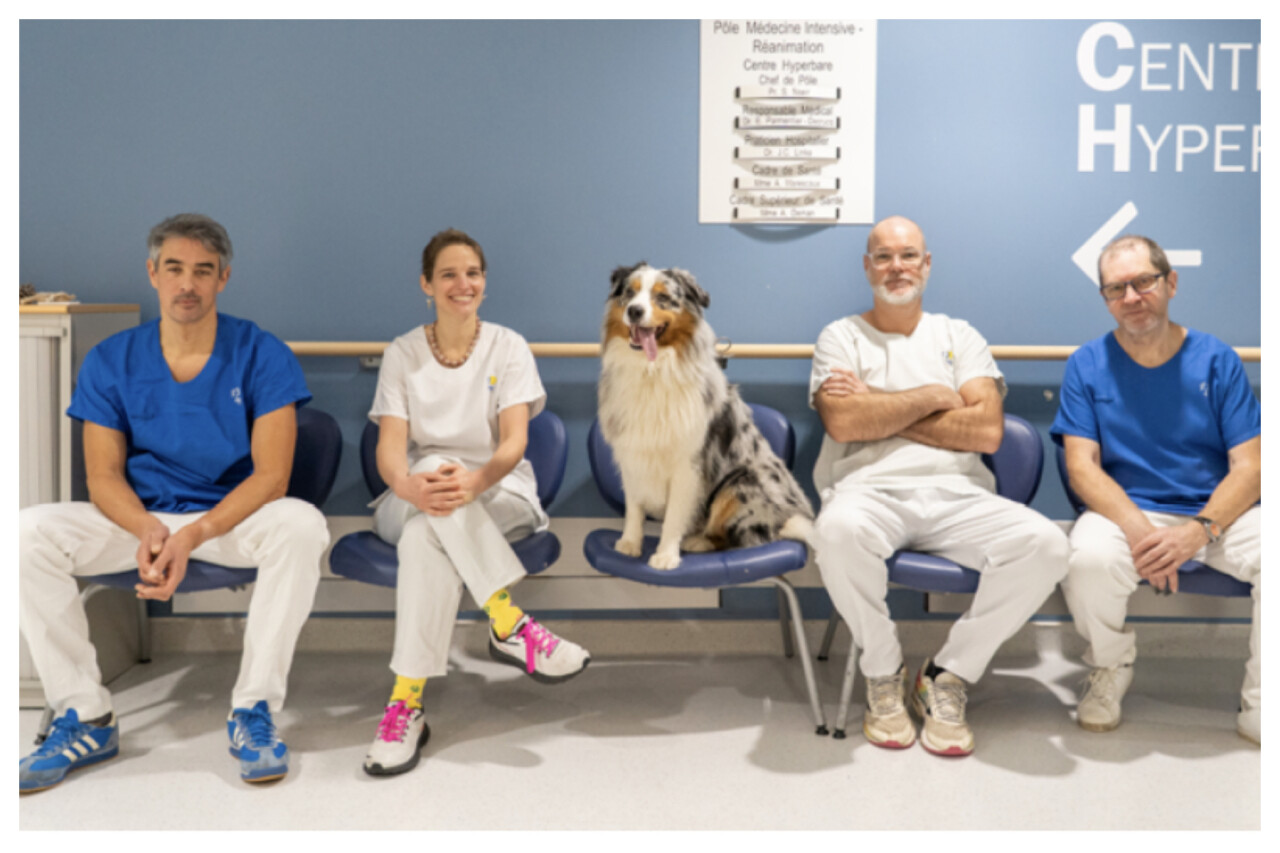 Une expérimentation avec un chien menée au CHU de Lille contre la douleur des patients