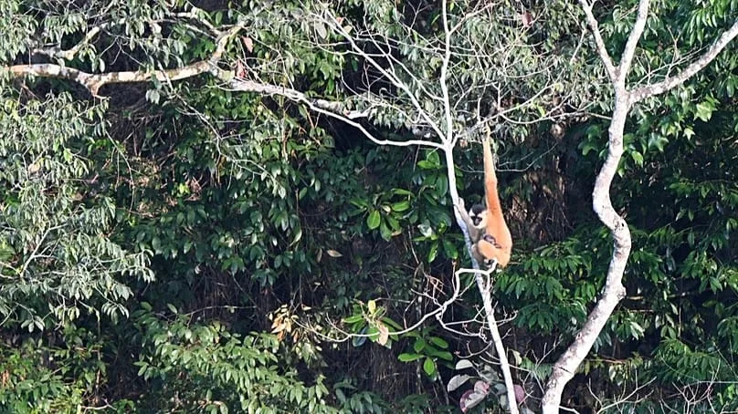 Un nouveau-né gibbon enregistré au sein du groupe AB le 20 novembre 2024 à Lung Nam, au camp de recherche de Lung Day.