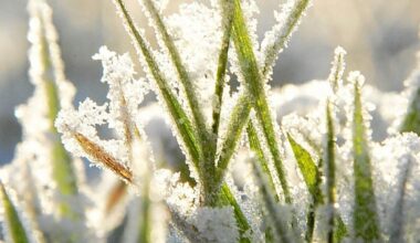 Météo : -6,4 °C enregistré à Rennes ce jeudi 1er janvier, un record depuis 2018