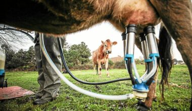 « J’ai dû jeter 6 000 litres de lait » : en Bretagne, les agriculteurs touchés de plein fouet par l’épisode de neige