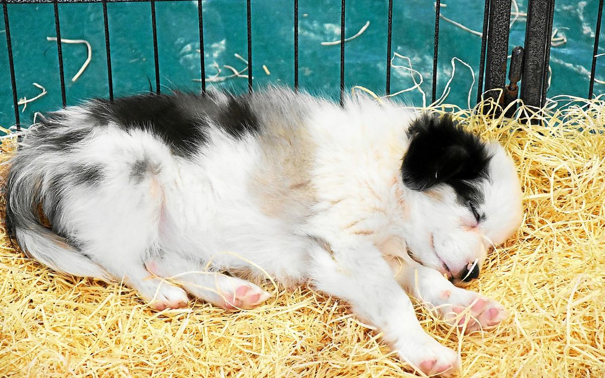 « C’est mettre un prix sur la vie d’un animal » : plus de 17 000 personnes s’opposent au salon du chiot et du chaton près de Rennes