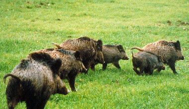 À Vannes, un motard chute après avoir percuté un sanglier sur la route de Rennes