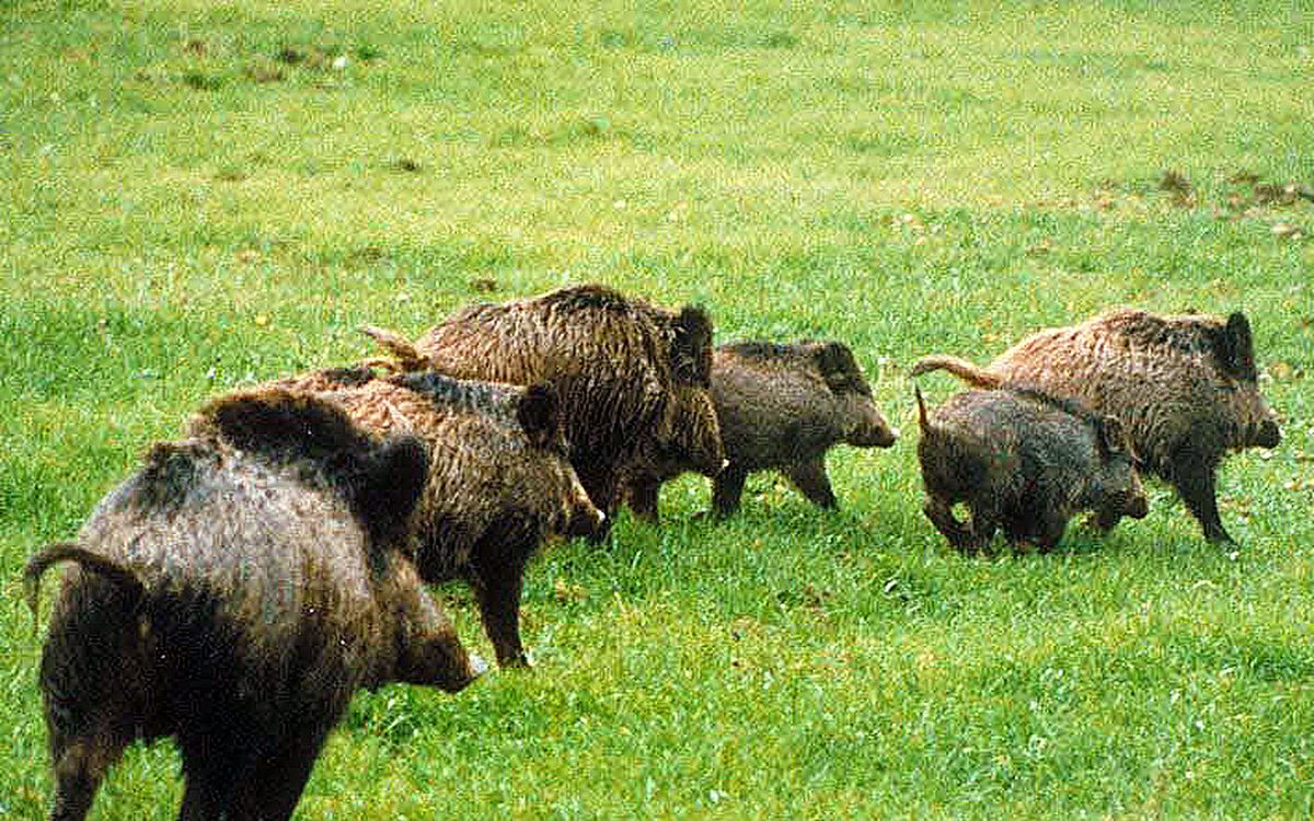 À Vannes, un motard chute après avoir percuté un sanglier sur la route de Rennes