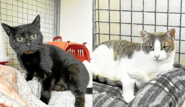 Dans le pays de Brest, voulez-vous adopter Winter et Paris ?