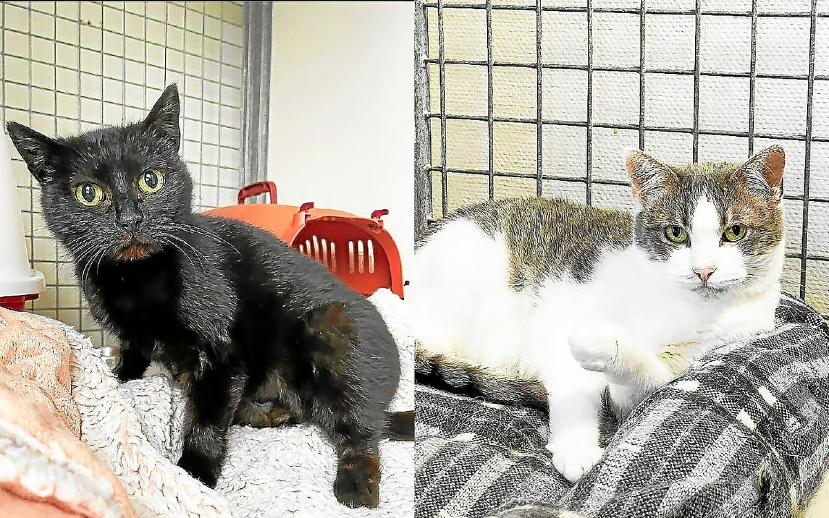 Dans le pays de Brest, voulez-vous adopter Winter et Paris ?