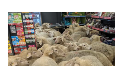 « Plus curieux qu’anxieux » : des moutons en fuite envahissent et sèment la pagaille dans un supermarché en Allemagne