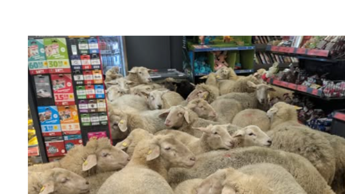 « Plus curieux qu’anxieux » : des moutons en fuite envahissent et sèment la pagaille dans un supermarché en Allemagne