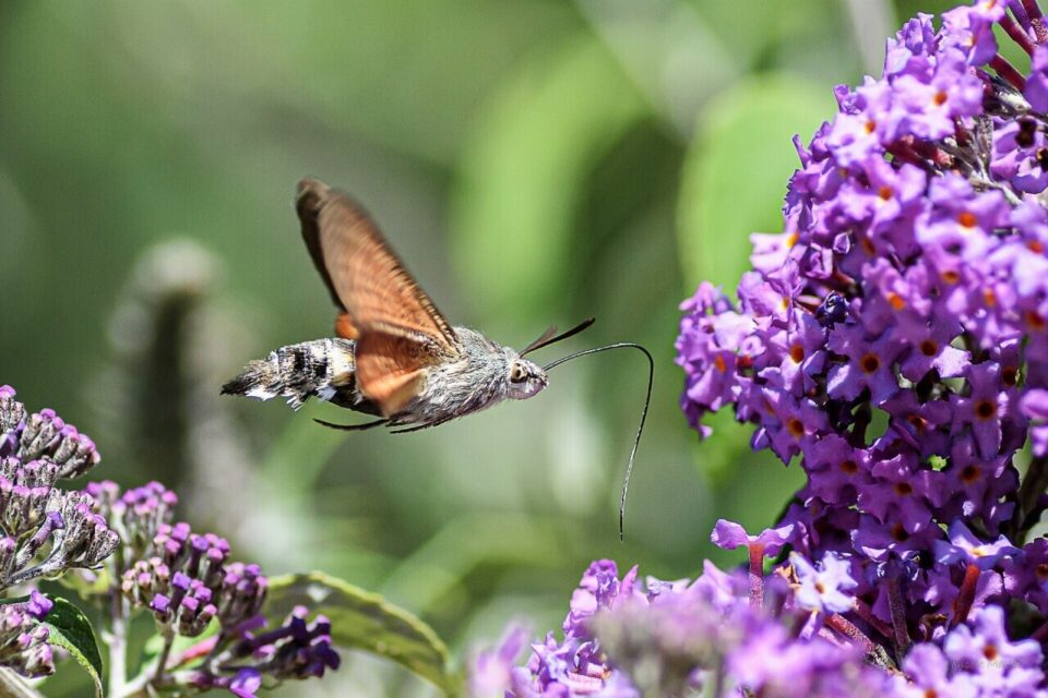 Nicole Mallet-Lemesnager