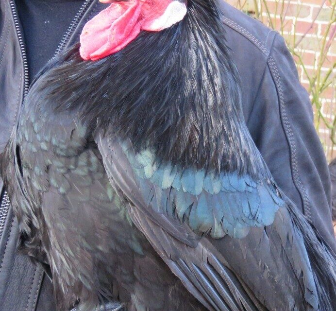 Bosc Roger sur Buchy élevage avicole Bruno Lomenède