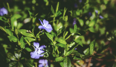 des bons de végétalisation pour embellir la ville et soutenir la biodiversité