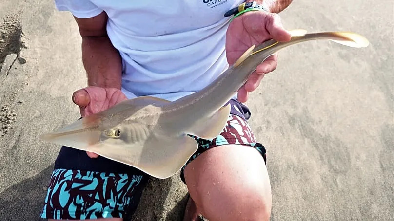 Jeune poisson-guitare à menton noir manipulé à des fins de suivi par l’équipe de Biosfera au Cap-Vert.