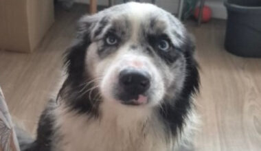 Mouvaux. La touchante histoire de Ruben, chien abandonné dans un appartement et adopté par une famille