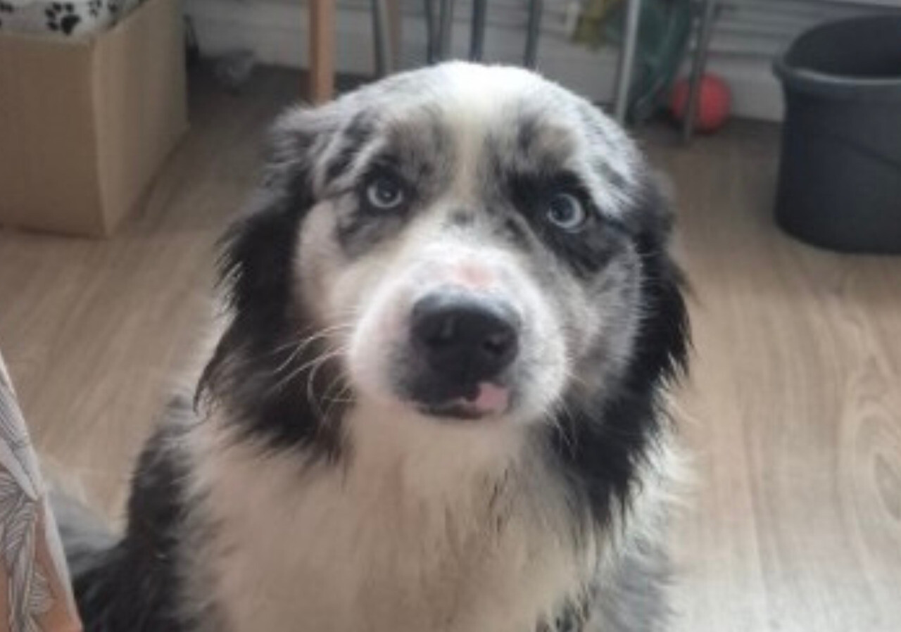 Mouvaux. La touchante histoire de Ruben, chien abandonné dans un appartement et adopté par une famille