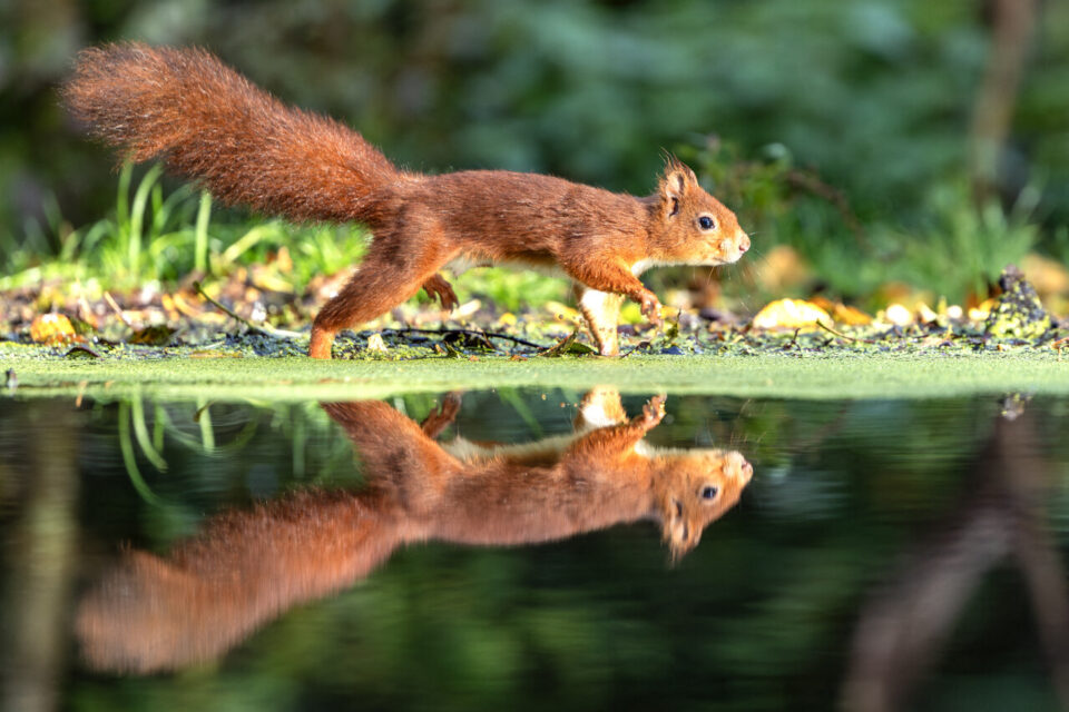 ecureuil-michel-isabelle
