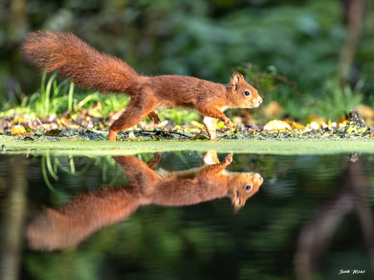 PHOTOS. La vie secrète des animaux se révèle à travers l'objectif d'Isabelle Michel près de Dieppe