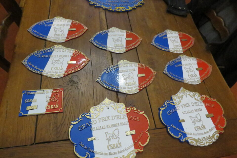 Bosc roger sur Buchy poules de Gournay Bruno Lomenède