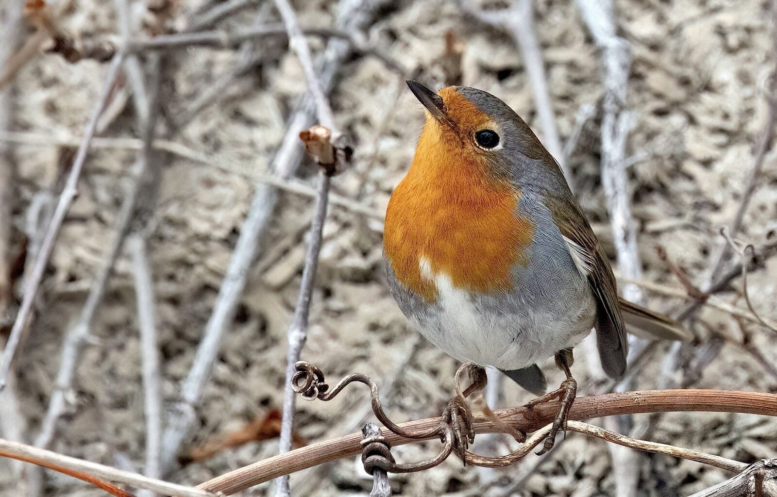 Des centaines d’ornithologues convergent vers Montréal pour un oiseau venu d’Europe