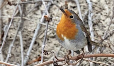Des centaines d’ornithologues convergent vers Montréal pour un oiseau venu d’Europe