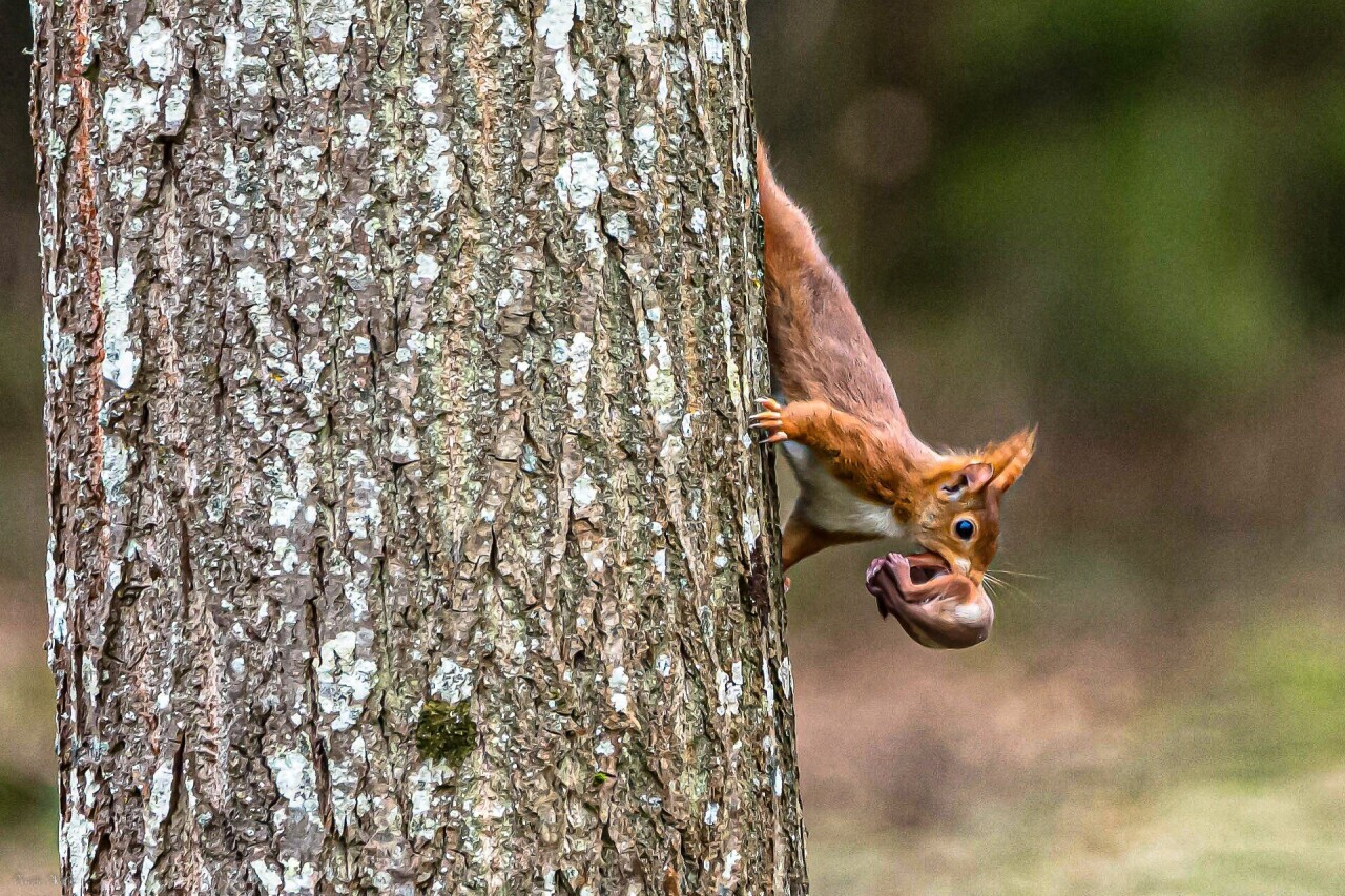Eure. Quand une photographe immortalise un écureuil et son bébé