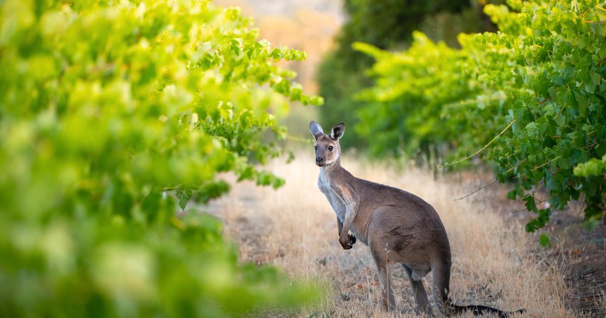 Un kangourou erre dans une commune près de Bordeaux, la police municipale à sa recherche