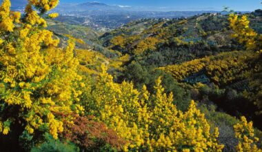 Après une année critique, le retour d’un mimosa de grande qualité sur la Côte d’Azur