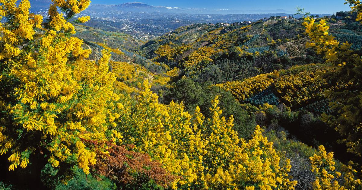 Après une année critique, le retour d’un mimosa de grande qualité sur la Côte d’Azur